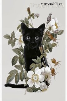 Mèo